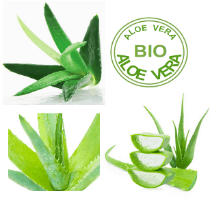 Aloe vera Bio