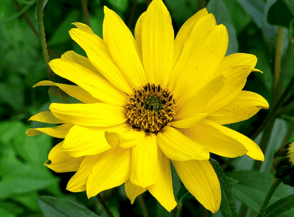 Arnica et CREME DE LOURDES