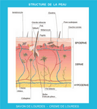 Derme et épiderme Cosmetique Creme de Lourdes